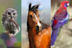draw a colorful  portrait of your pet