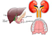 create anatomy, medical, and scientific illustrations