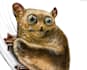 create realistic animal illustration