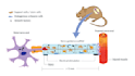 create medical art and illustrations for your articles