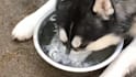 create 50 viral funny pet videos for your youtube channel