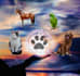 perform in depth energy healing session for your pet