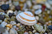 write aquatic ecology articles