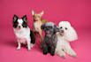 write SEO blogs and articles about pets like cats, dogs