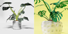 create 3d  realistic of plants and flowers