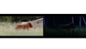 be your video compositing artist