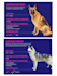 write the well researched veterinary articles and veterinary blogs as a vet