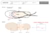 make technical sketches of your woman footwear design