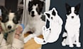 draw an illustration of your pet from a photo
