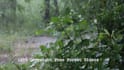 record real rainforest rain sounds videos for youtube channel