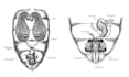 do black and white scientific illustration