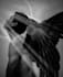 transform you into a fallen angel