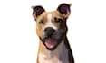 draw vector pet portrait from your pet photo