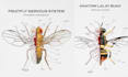 do colour insects illustration