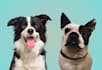drawing vector illustration of a pet dog or cat