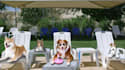 create this funny video ad of dogs chilling at the pool
