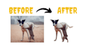 professional photo background removal