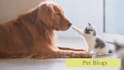 write SEO pet articles for your pet blog