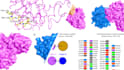 perform qsar, molecular docking, and MD simulations