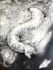 draw a black and white pencil illustration