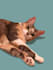 create a digital portrait of your pet