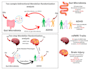 create detailed anatomy, medical, and scientific illustrations