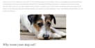 write pet articles and blogs for your dogs, and cats  etc