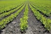 write articles related to agriculture and food security