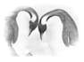 turn photos to sketch effect digitally