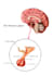 make medical and anatomy illustration