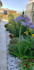 plan and desingn your garden