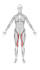 do scientific illustrations, diagrams and figures