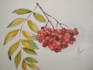 create awesome botanical  illustrations