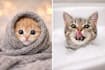 make viral cat videos for tiktok reels youtube shorts