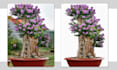 do image background remove in photoshop