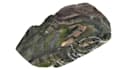 process and interpret drone and point cloud data