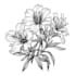 draw engraved and line art