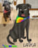draw a pet in a certain style