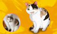 turn your beloved pet into a disney cartoon portrait
