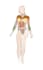 draw anatomy and musculature