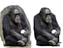 do hair masking, remove bg, multi clipping path, and layer separation