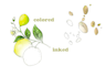 draw flower, plant, fruit digitally