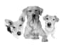 do a black and white pet portrait