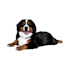 draw minimalist realistic pet vector art