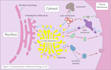 draw scientific and medical figure illustrations