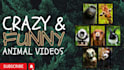 make bulk youtube thumbnails fast delivery