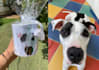 amazing vector pet for you pet lovers