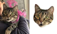 crop out 100 images head within 12 hours