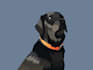 draw your animal pets illustration