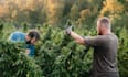 write article on cannabis, marijuana and cbd oil